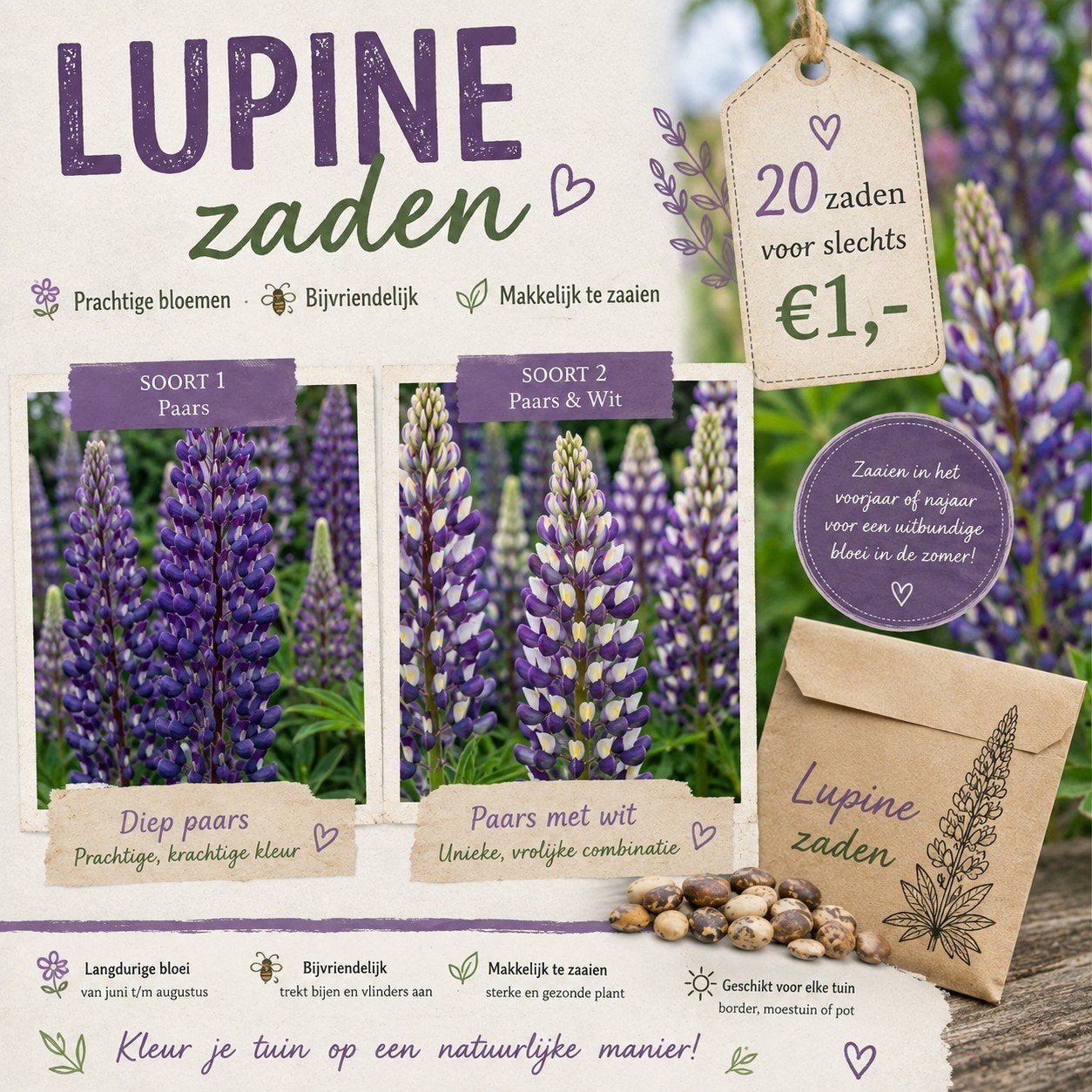 lupine zaden paars, Tuin en Terras, Ophalen of Verzenden, Volle zon