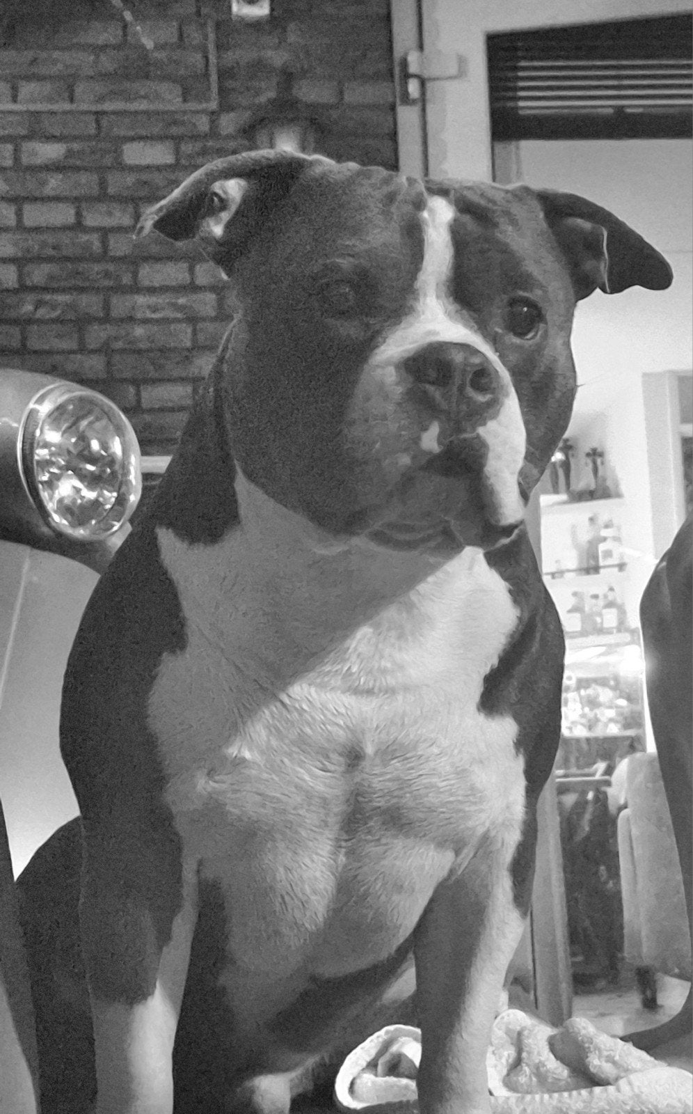 Amerikaanse pocket bully man, België, Particulier, Reu, Eén hond