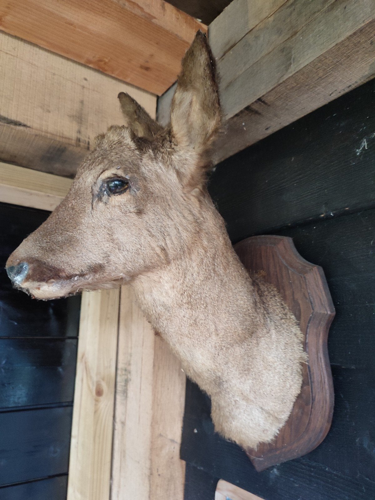 Taxiderme Hert, Ophalen, Gebruikt, Hert, Opgezet dier