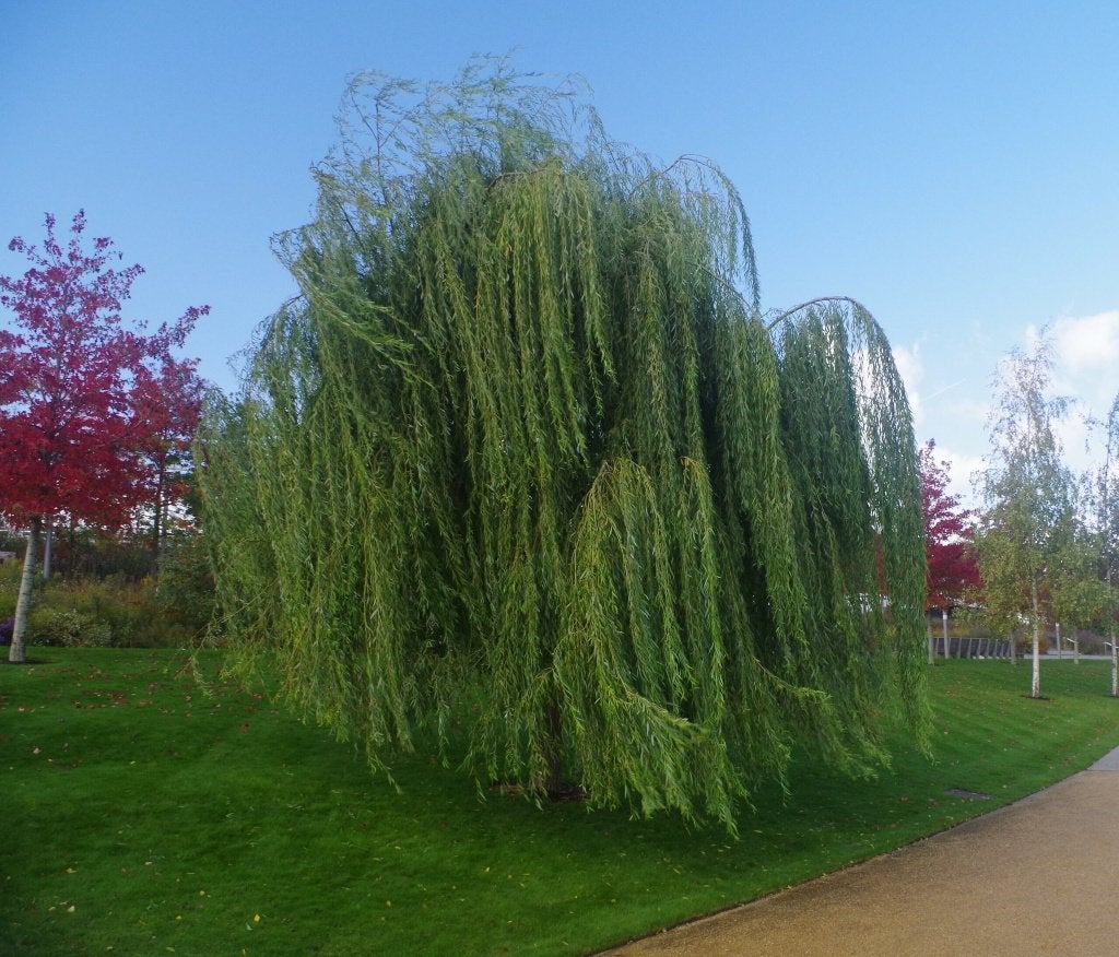 Salix babylonica 'Pendula', Treurwilg paardvriendelijk, Volle zon, Treurboom, Ophalen of Verzenden, Lente