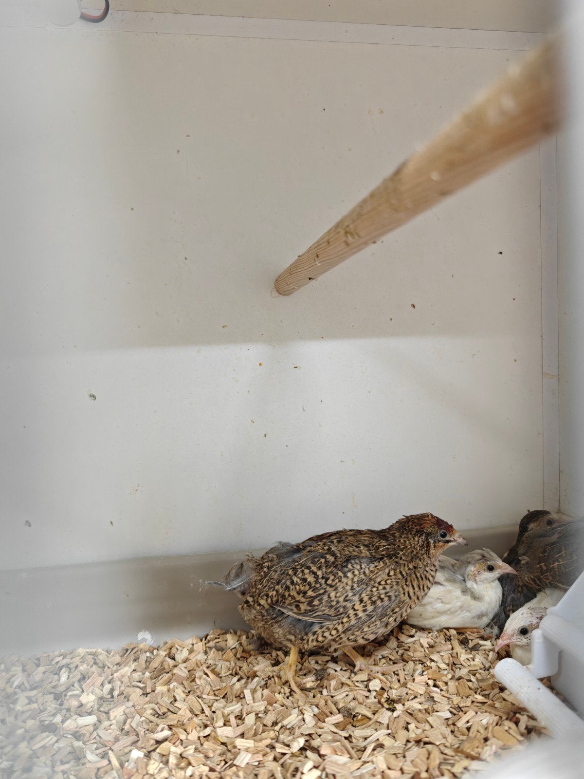 Chinese dwerg kwartels, Meerdere dieren, Tropenvogel