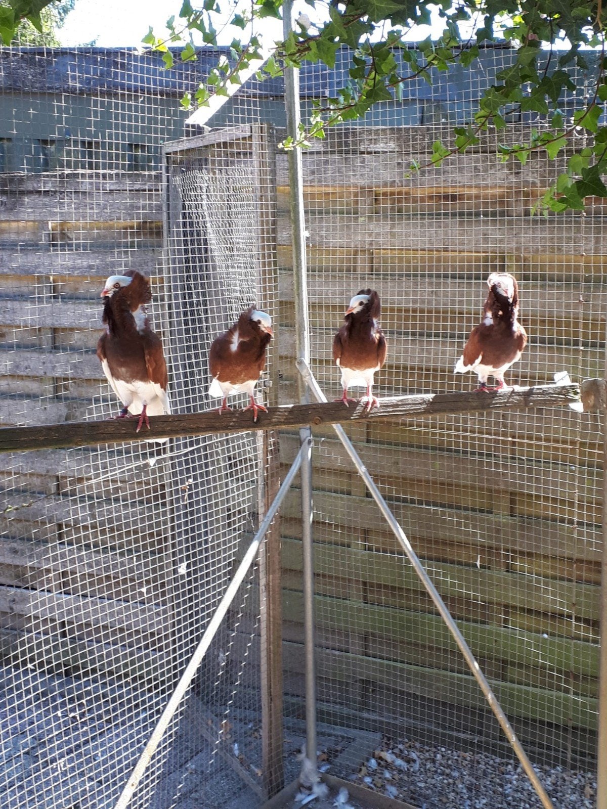 Prachtige Oud-Hollandse kapucijner duiven, Dieren en Toebehoren, Vogels | Duiven, Meerdere dieren, Overige soorten