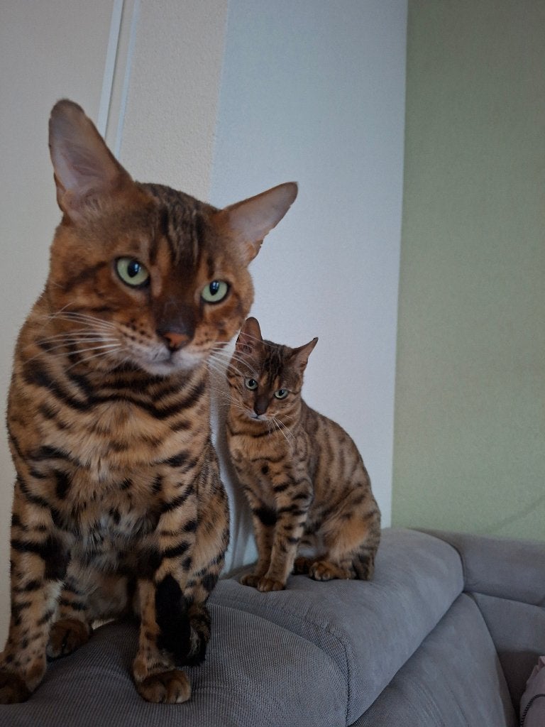 2 Bengaalse ras katten (mannetje & vrouwtje), Dieren en Toebehoren, Kater, Met stamboom, 3 tot 5 jaar