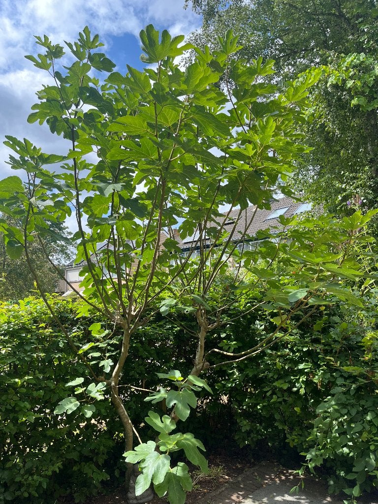 Grote Vijgenboom - Ficus Carica., Tuin en Terras, Overige soorten, 250 tot 400 cm, Zomer, Ophalen