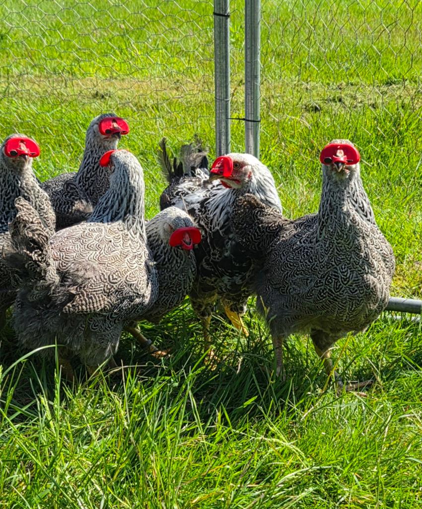 Wyandotte groot meerzomig zilverpatrijs hennetjes, Meerdere dieren, Kip