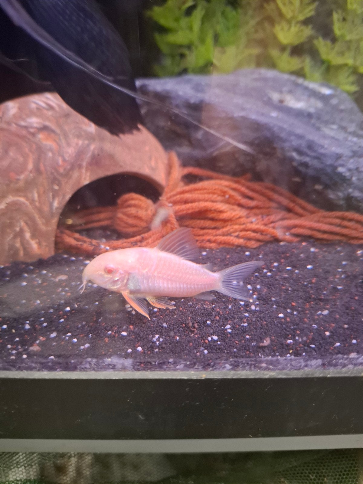 albino sterbai corydoras, Vis