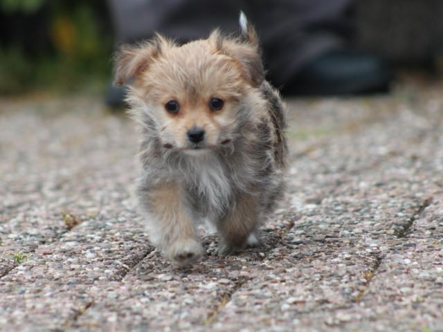 leuke morkie pups, Dieren en Toebehoren, Nederland, Parvo, Overige rassen, 8 tot 15 weken