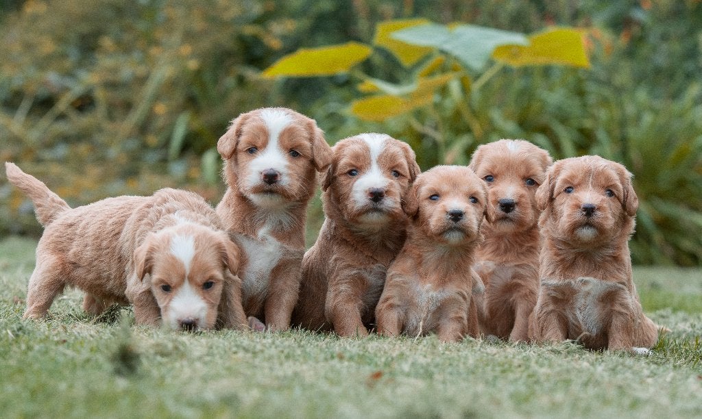 prachtige rood/abricot medium doodle pups, Dieren en Toebehoren, Parvo, Nederland, 8 tot 15 weken, Meerdere