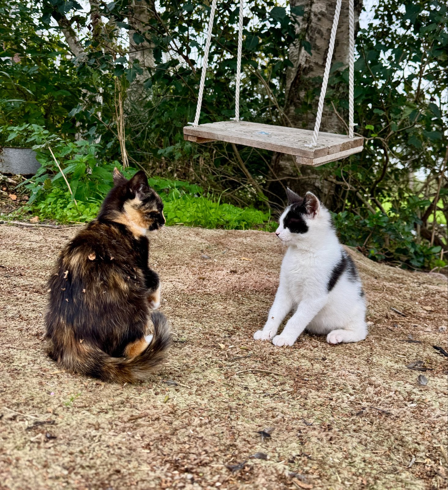 Drie lieve kittens van de boerderij, Dieren en Toebehoren, Meerdere dieren, Kortharig, 0 tot 2 jaar