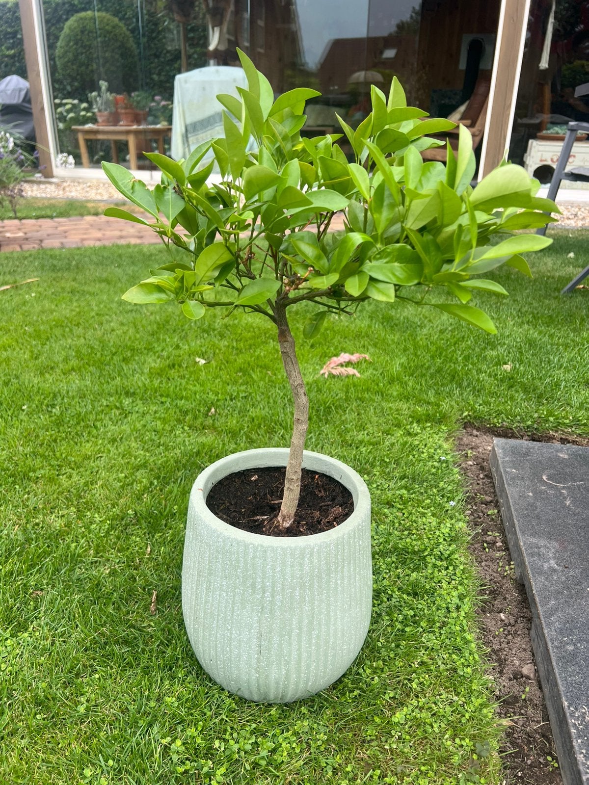 Sinaasappelboompje in pot, Overige soorten, Minder dan 100 cm, Ophalen, Volle zon