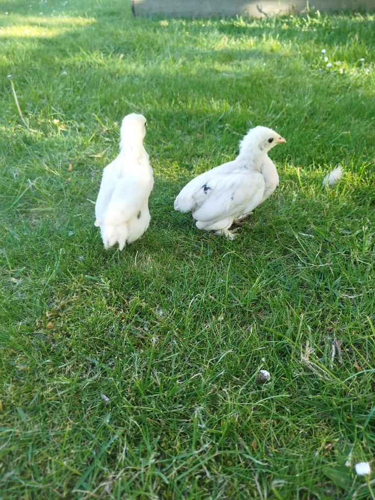 Cochin krielkuikens, Dieren en Toebehoren, Pluimvee, Kip