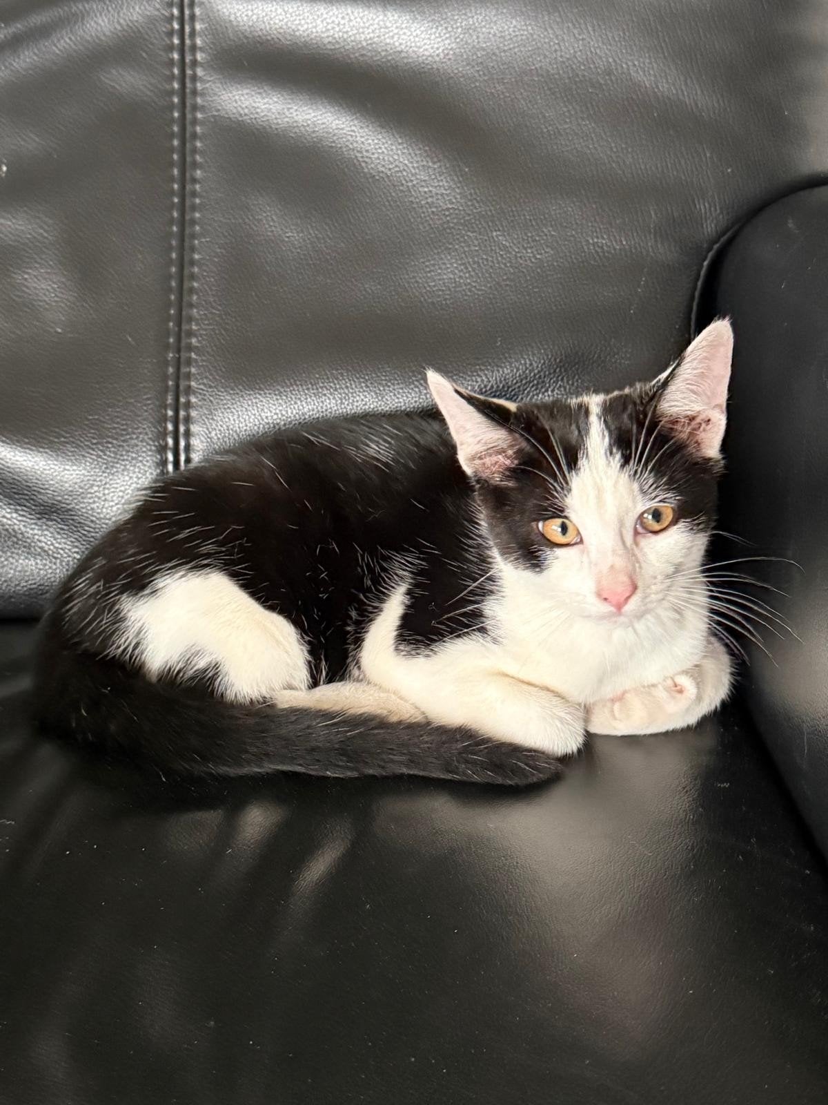 Hele mooie jonge poes. Erg lief., Kater