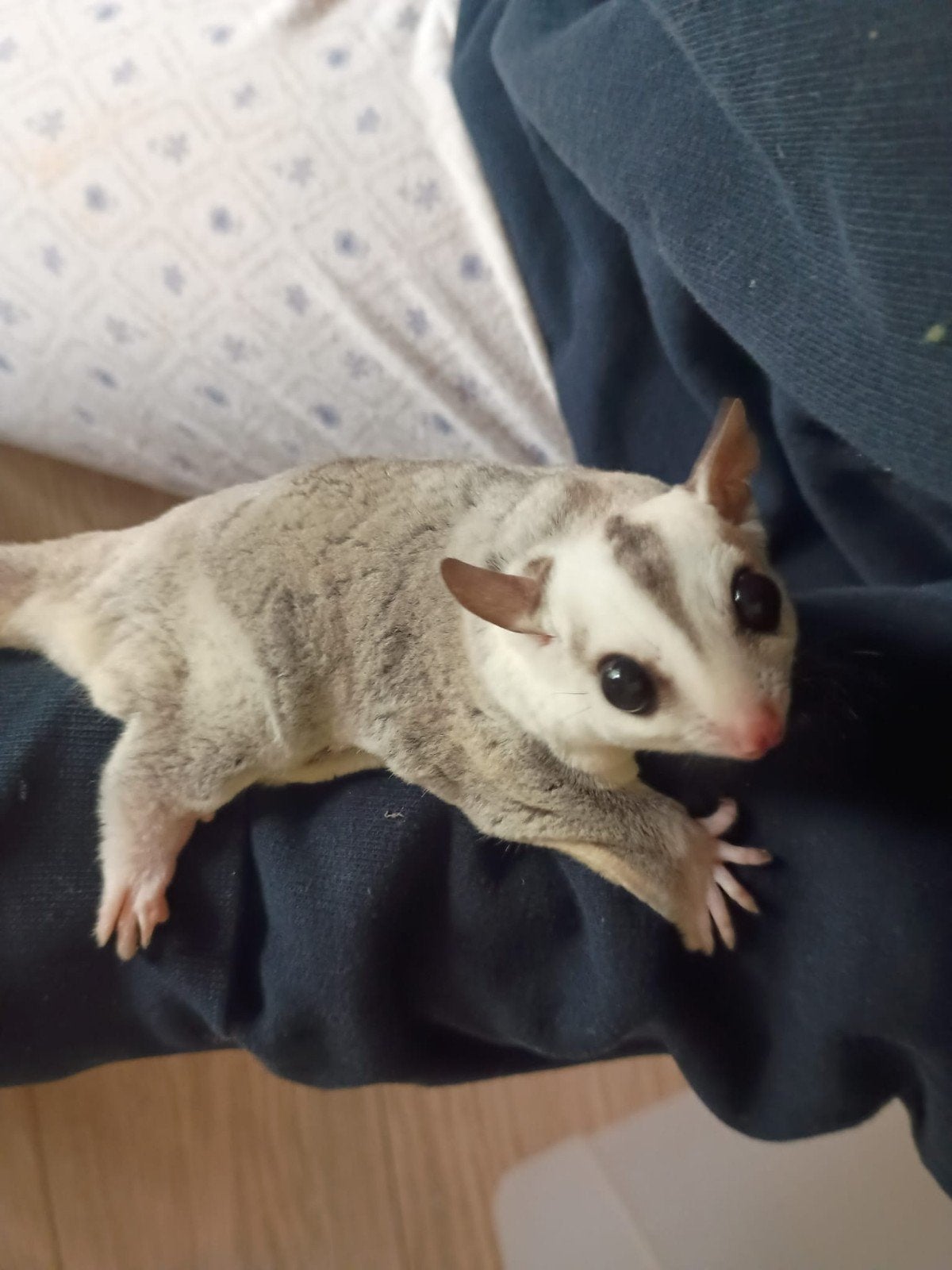 3 sugar gliders op zoek naar gouden mandje, Juni, Meerdere dieren