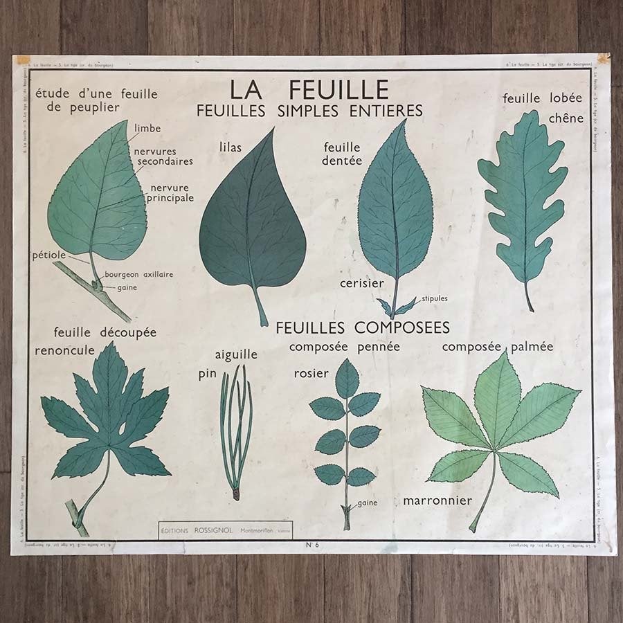 school platen vintage Frankrijk, Ophalen of Verzenden, Natuur en Biologie