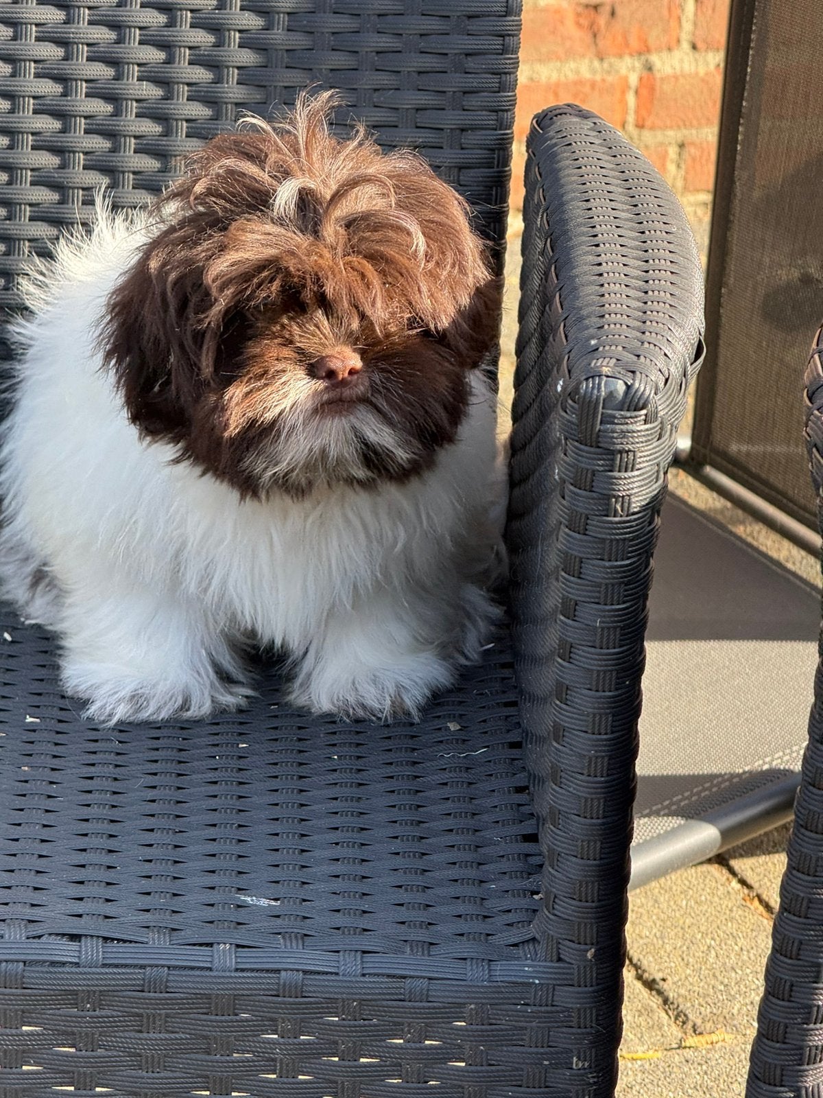 Boomer shih tzu x maltezer pups teefje, Parvo, Nederland, 15 weken tot 1 jaar, Overige rassen
