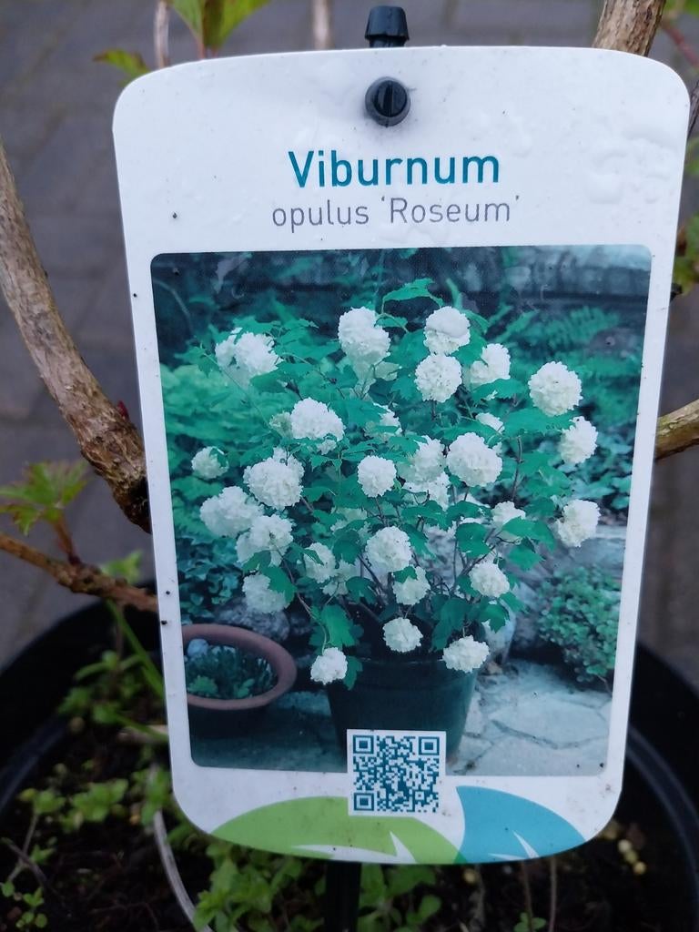 Sneeuwbal 'Roseum' (Viburnum opulus 'Roseum'), Volle zon, Vaste plant, Lente, Ophalen