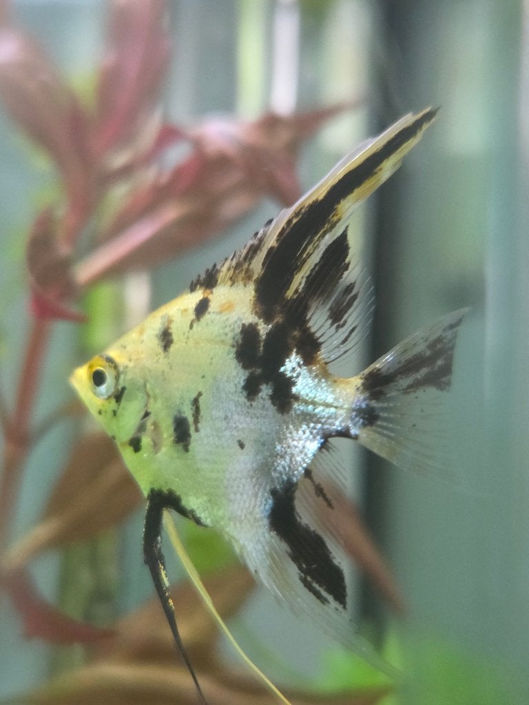 5 Maanvissen, Dieren en Toebehoren, Vis, Zoetwatervis