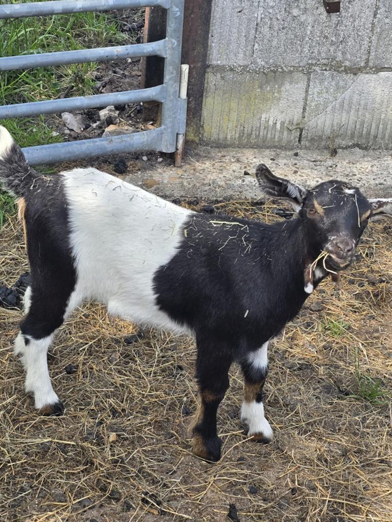 Leuk 3 kleurig geitje te koop 23-03-2026, Dieren en Toebehoren, Vrouwelijk, Geit, 0 tot 2 jaar