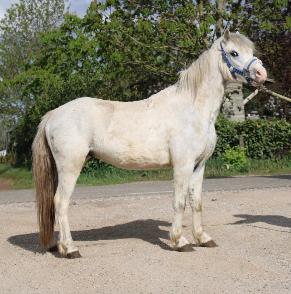 Te koop Super leuke betuigde Welsh ruin, Dieren en Toebehoren, Pony's, Met stamboom, B, Ruin, A pony (tot 1.17m)