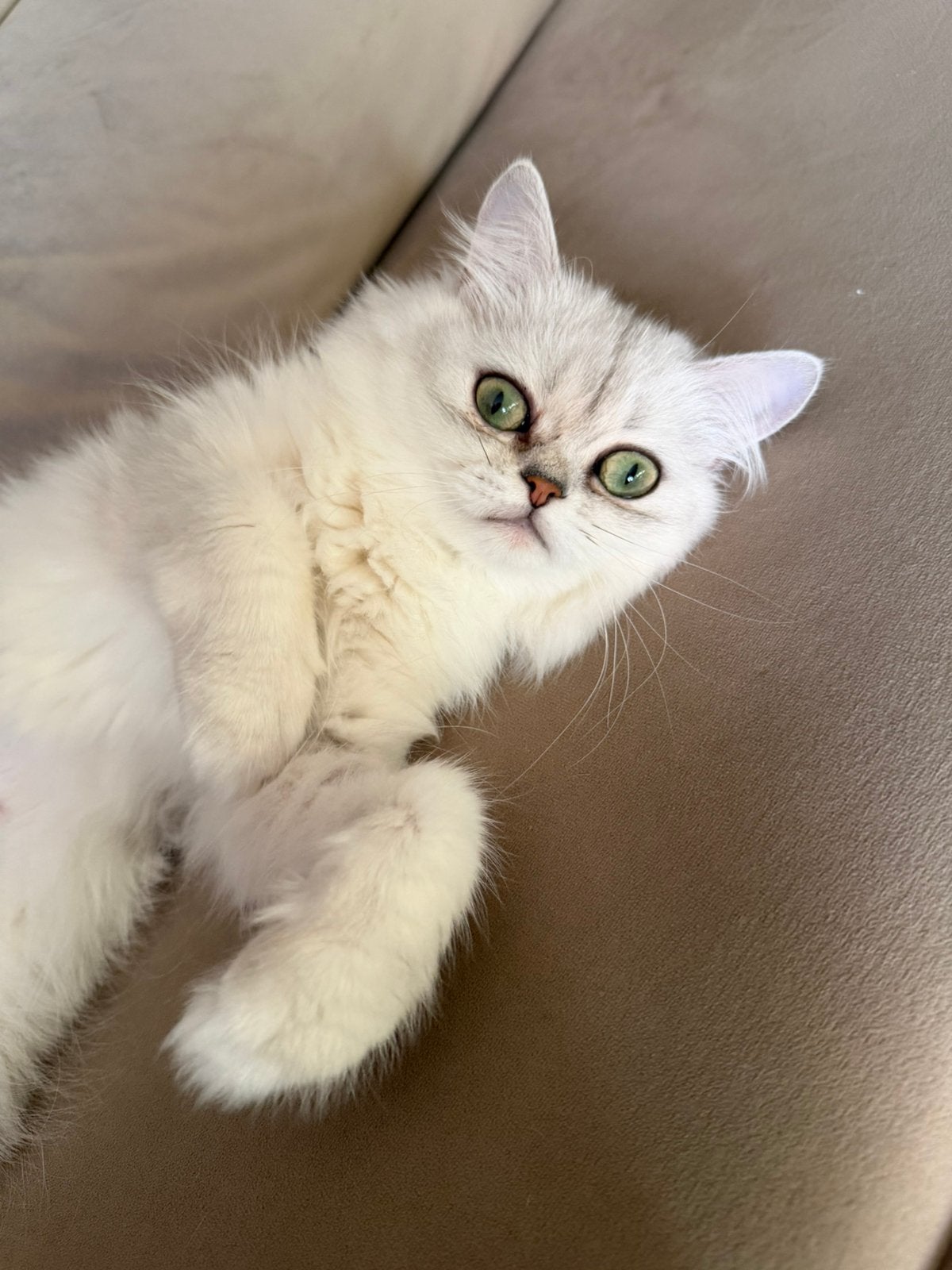 Britse langhaar poesje, Poes, Langharig, 0 tot 2 jaar
