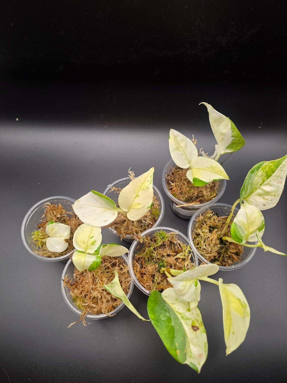 Japanese Global Pothos (Epipremnum aureum), Ophalen of Verzenden, Halfschaduw, Minder dan 100 cm