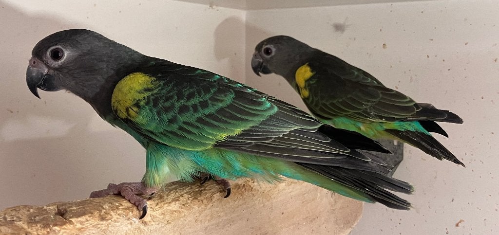 1-1  Poicephalus Meyeri Saturatus 2025-2026, Dieren en Toebehoren, Meerdere dieren, Papegaai, Geringd