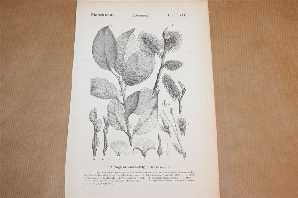 Antieke botanische prent - Waterwilg - 1875 !!, Verzamelen, Ophalen of Verzenden, Voor 1940, Gebruikt, Overige onderwerpen