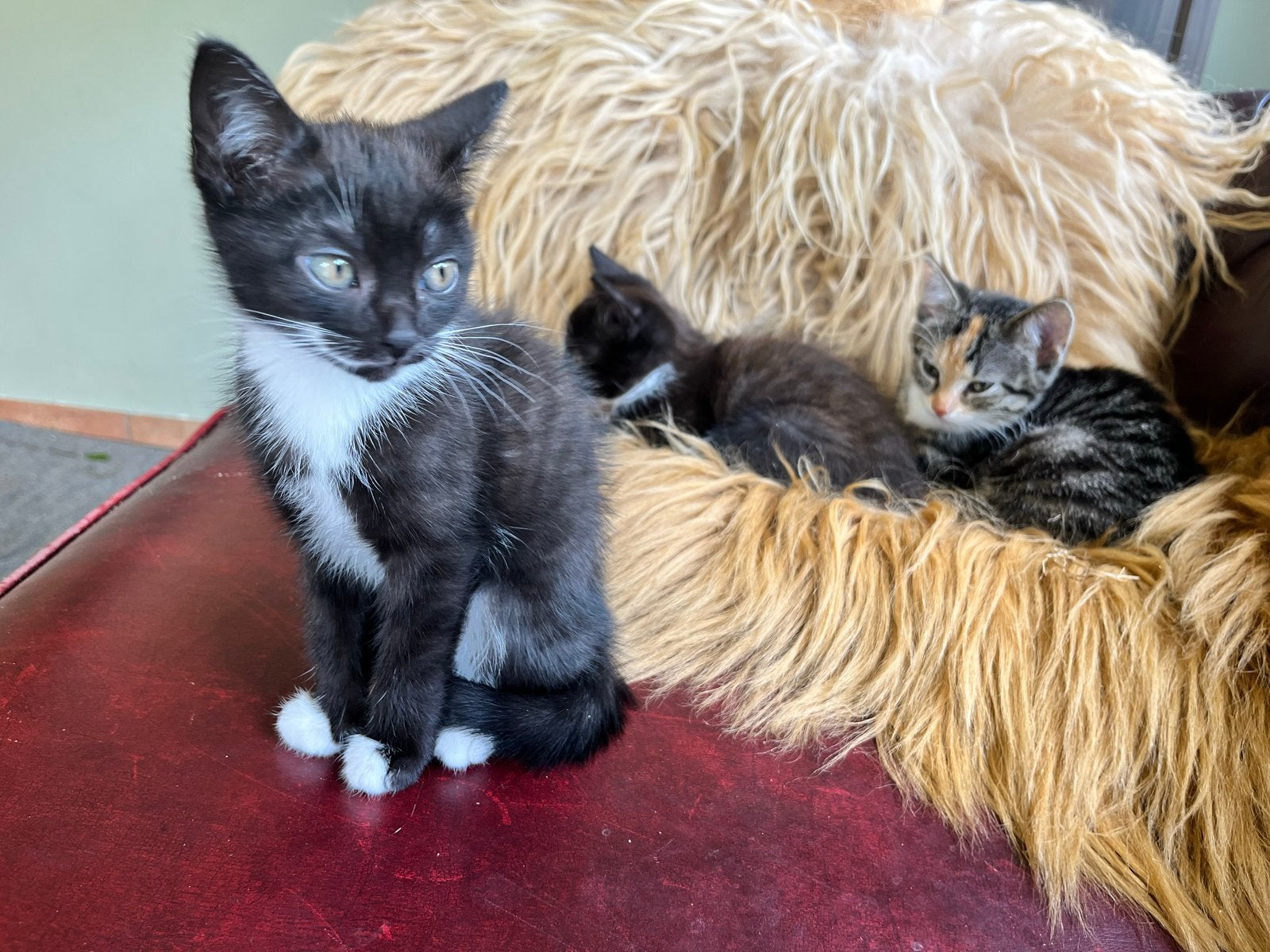2 lieve kittens per direct beschikbaar, Dieren en Toebehoren, Katten en Kittens | Overige Katten, Meerdere dieren