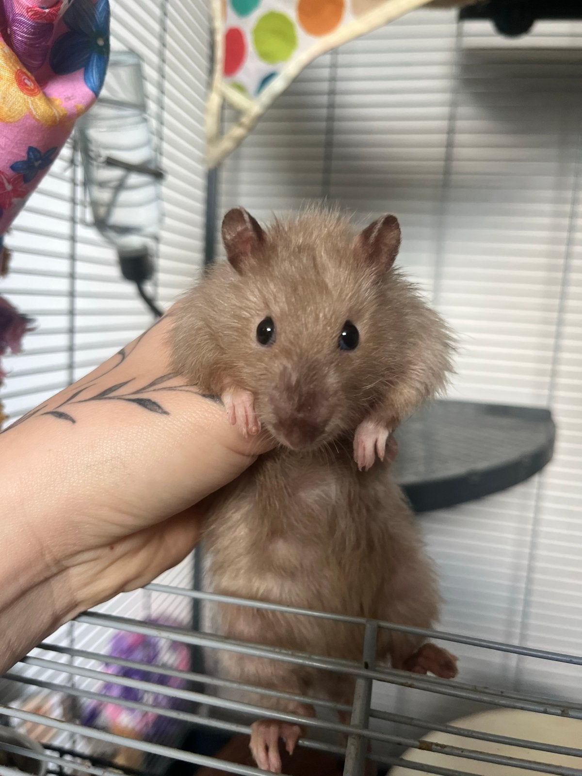 2 ratjes vrouwjes + toebehoren, Dieren en Toebehoren, Rat, Maart, Vrouwelijk, Tam