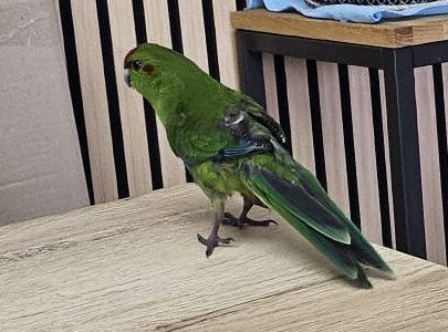 Tamme kakariki's, Mannelijk, Parkiet