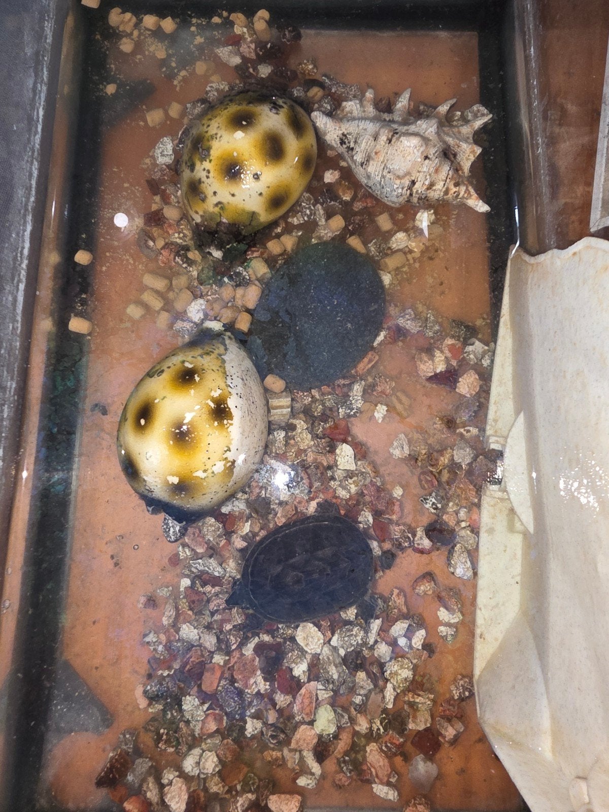 muskusschildpad ongeveer 4 jaar, Schildpad, Met terrarium, 3 tot 6 jaar