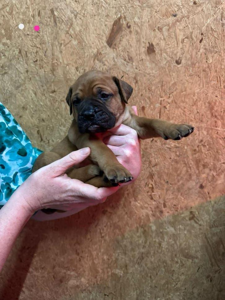 Bullmastiff pups, Overige rassen, 8 tot 15 weken, Parvo, Meerdere