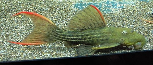 L-Nummers: L024 Pseudacanthicus pitanga, Dieren en Toebehoren, Vis, Zoetwatervis