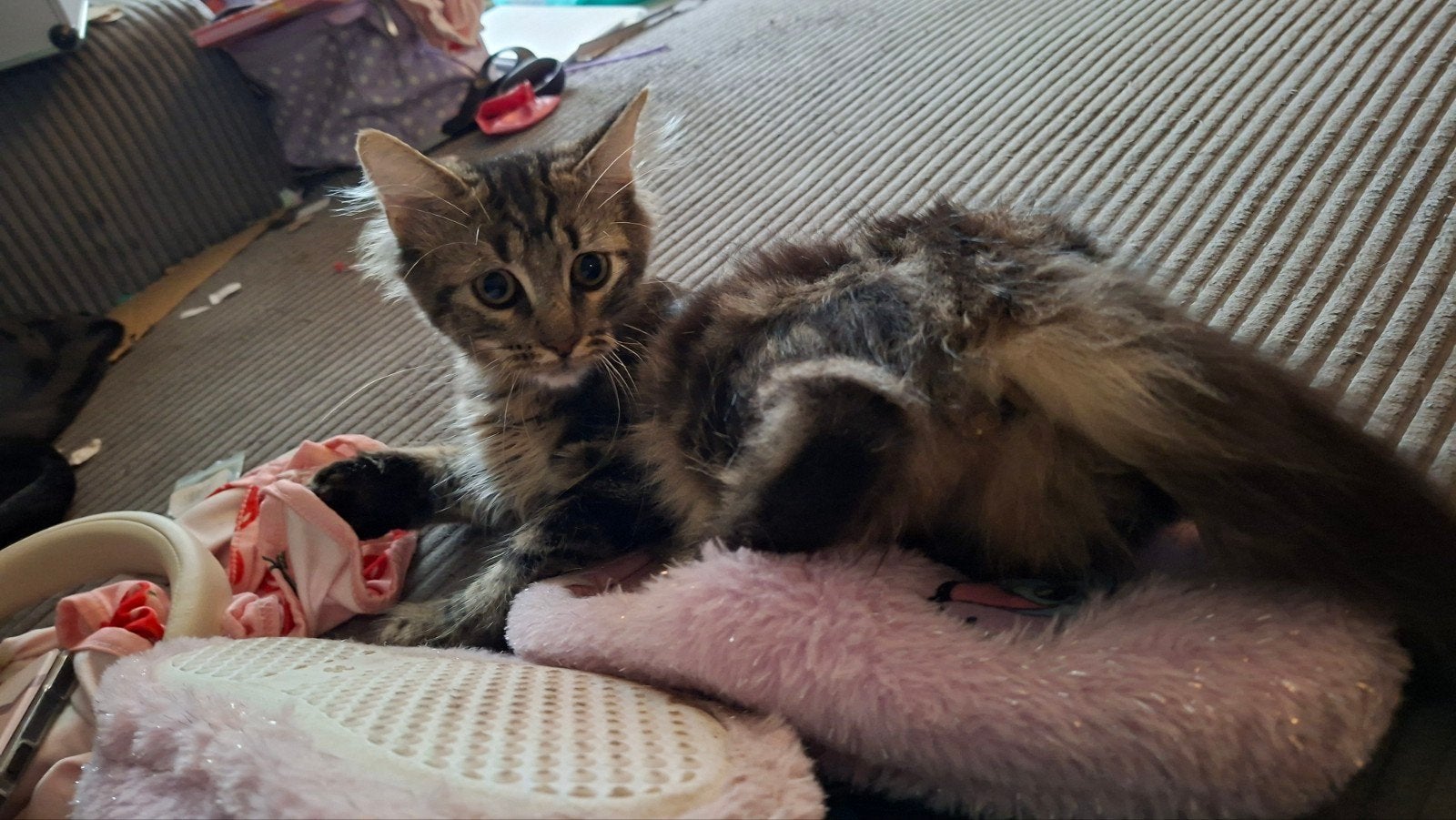 lieve mooie maine coon kittens, Meerdere dieren