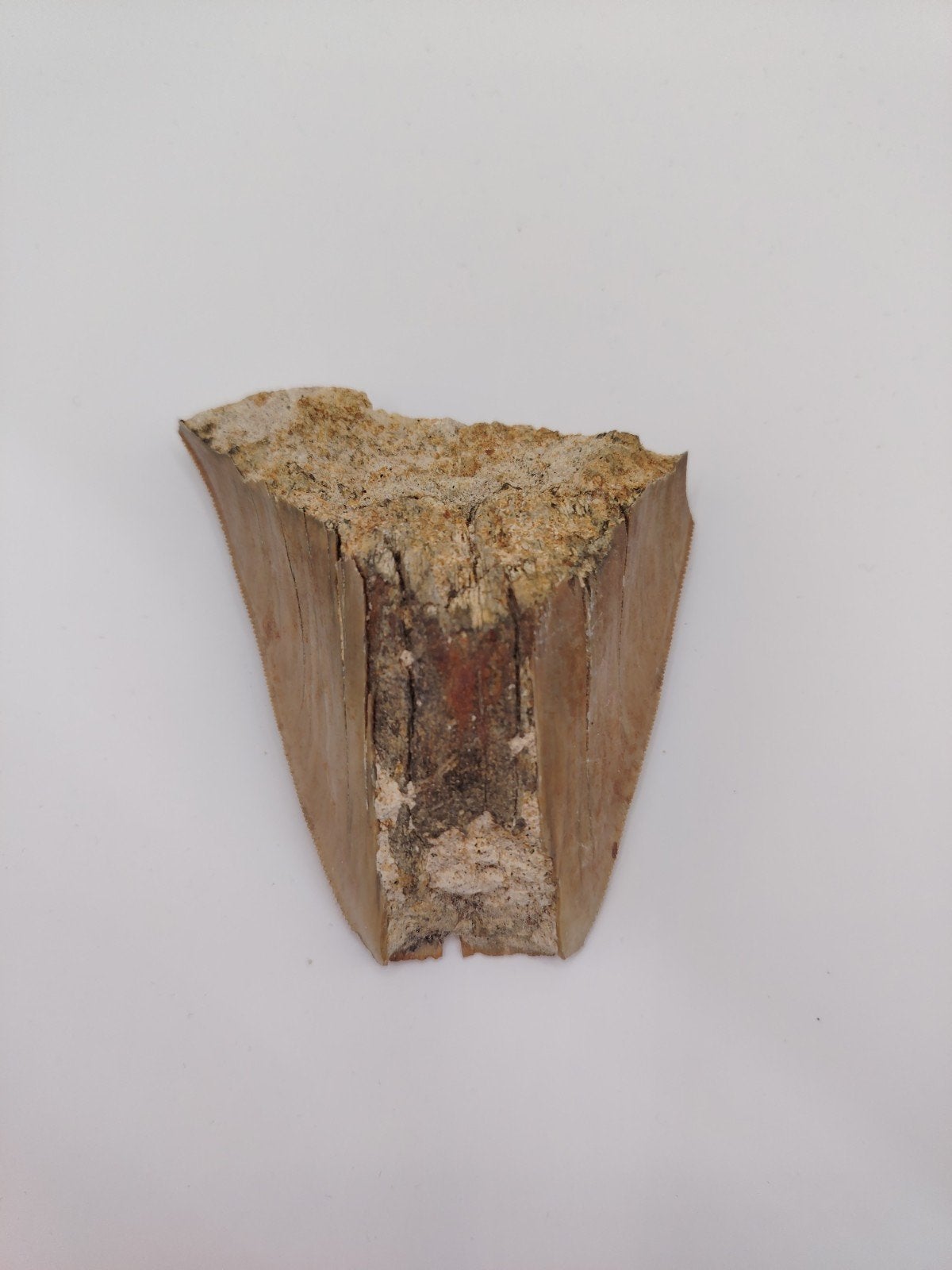 Authentieke Megalodon tand - Fossiel van prehistorische haai, Verzamelen, Mineralen en Fossielen, Ophalen of Verzenden, Fossiel