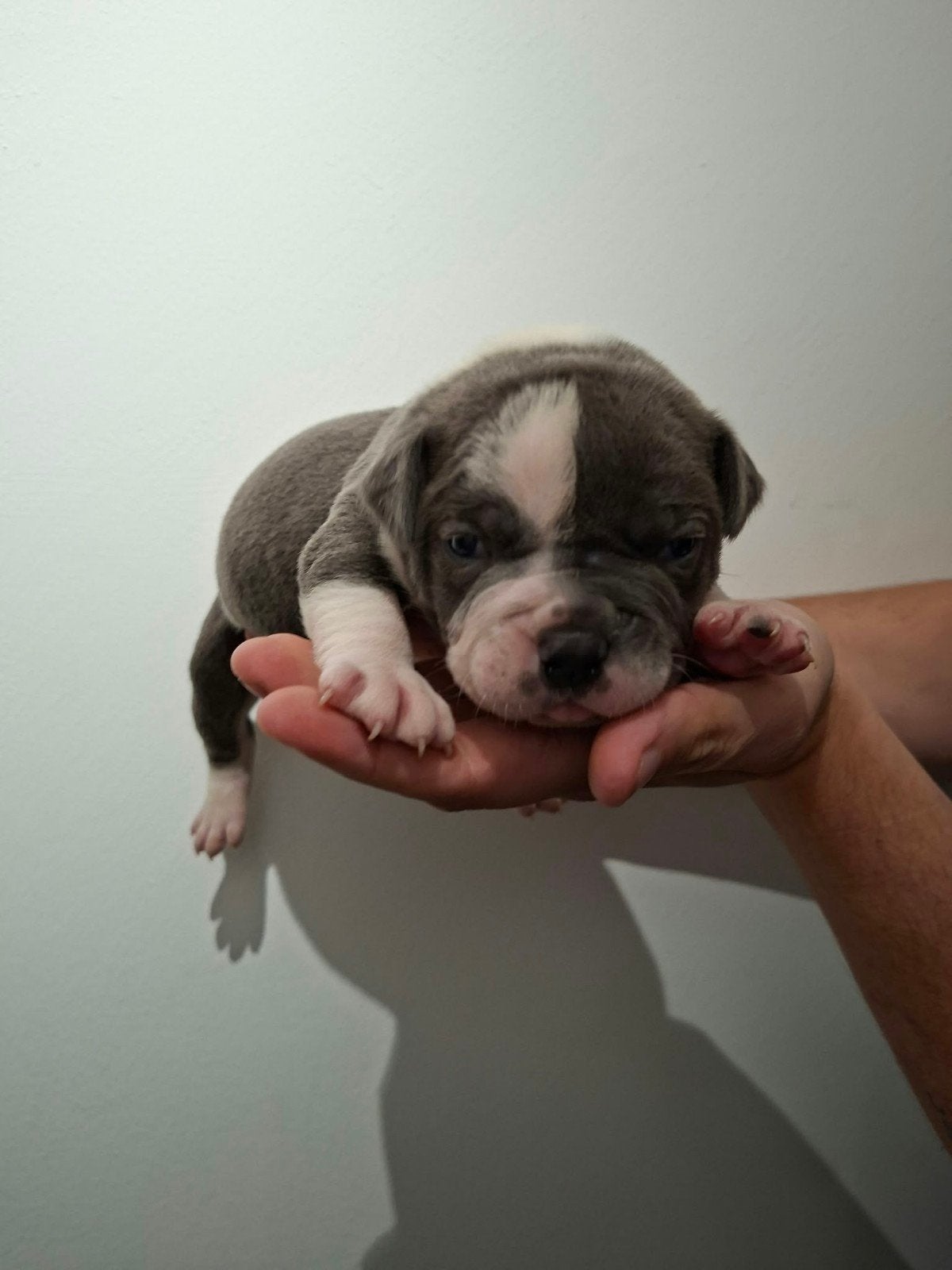 Amerikaanse Bulldog pups - Type Bully, Dieren en Toebehoren, Reu, 8 tot 15 weken, Bulldog, Meerdere