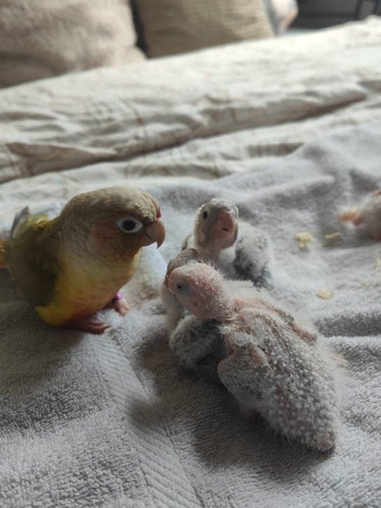 Pyrrhura tam, Dieren en Toebehoren, Vogels | Parkieten en Papegaaien, Meerdere dieren, Papegaai, Geringd
