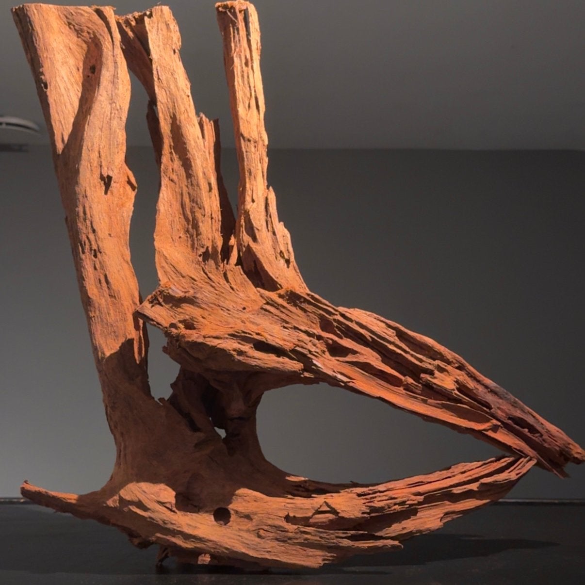 XXL Stuk Kienhout / Spiderwood / Driftwood, Hout Decoratie, Dieren en Toebehoren, Vissen | Aquaria en Toebehoren, Ophalen of Verzenden