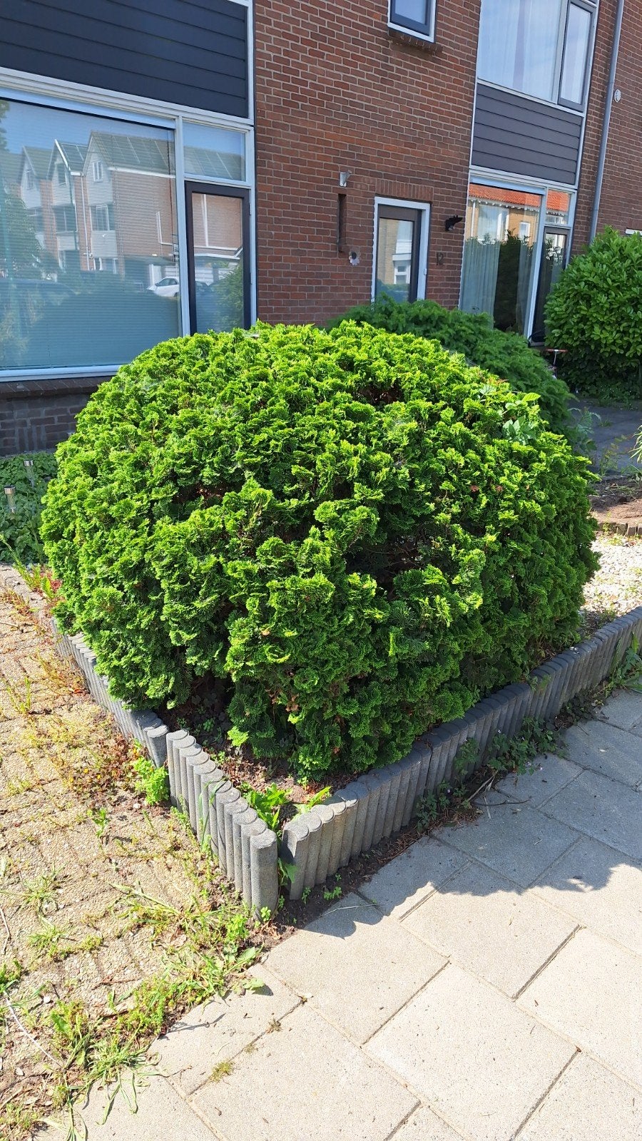 Gratis,groenblijvende struik, conifeer, voor tuin of border, Vaste plant, Bloeit niet, Halfschaduw, Ophalen