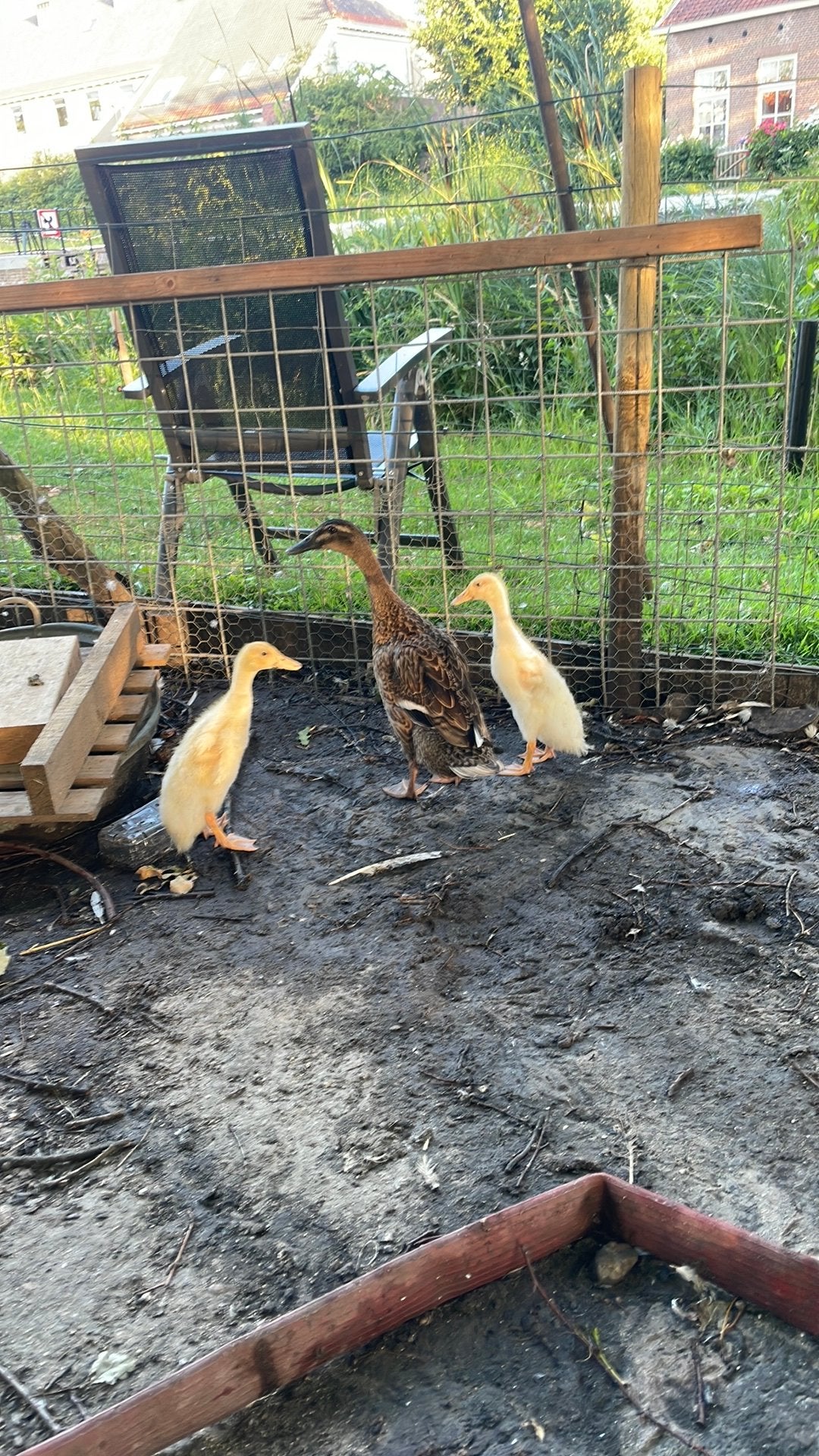 Loopeenden kuikens 3 witte 1 zwart, Dieren en Toebehoren, Meerdere dieren, Eend