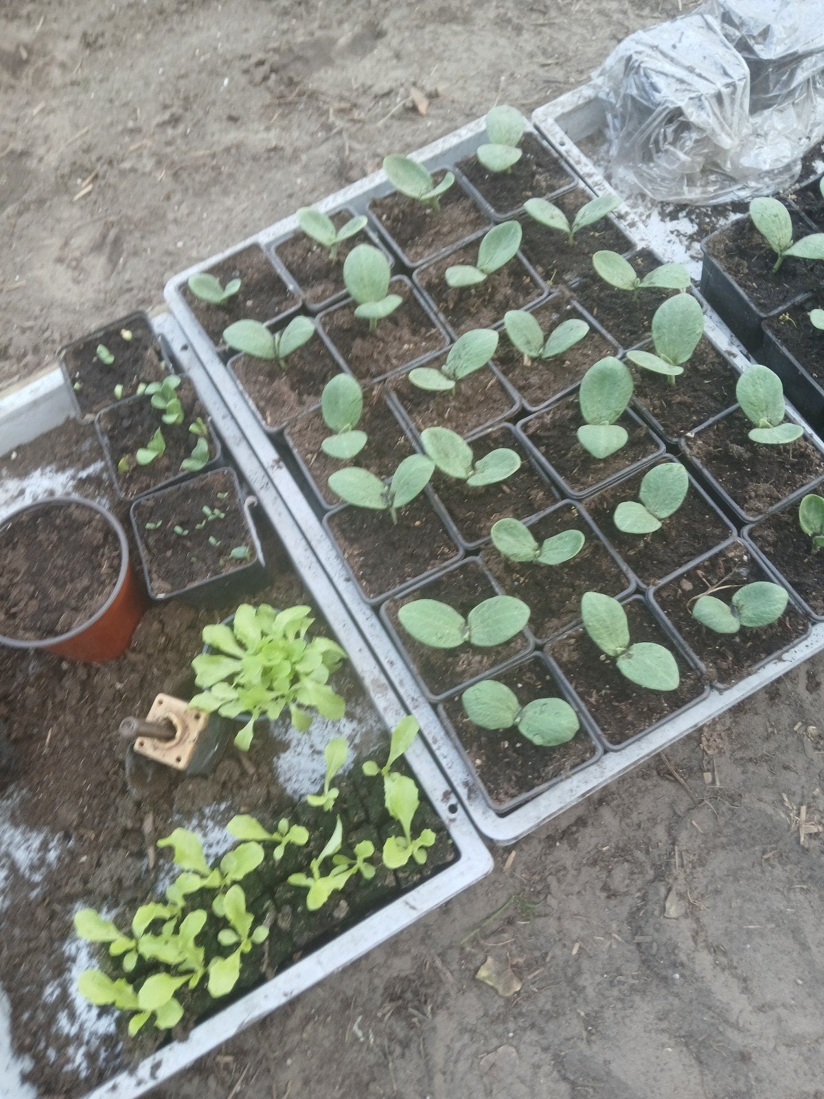 Groente planten, Tuin en Terras, Planten | Tuinplanten, Ophalen of Verzenden, Eenjarig, Groenteplanten, Volle zon