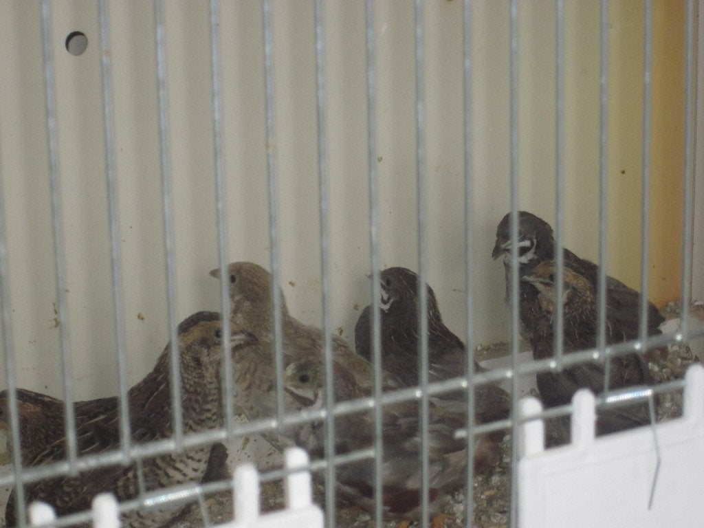 Te Koop, Meerdere dieren