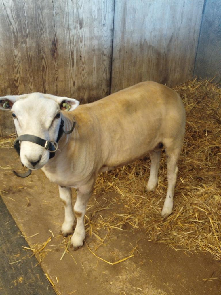 Ram Swifter, Mannelijk, Schaap