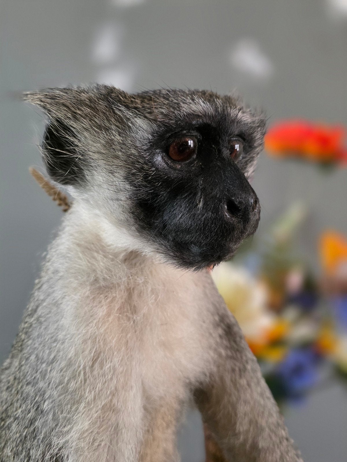Opgezette vervet aap taxidermie opgezette dieren opgezet aap, Ophalen, Vogel, Opgezet dier