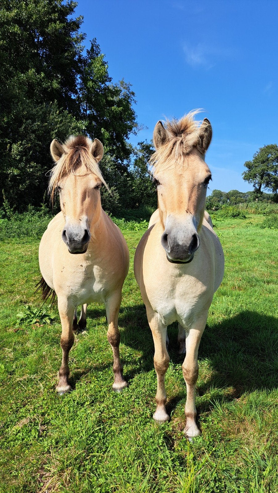 Mooie Fjord veulens, 1jr en 3jr merrie., Met stamboom, 3 tot 6 jaar, Onbeleerd, Meerdere dieren