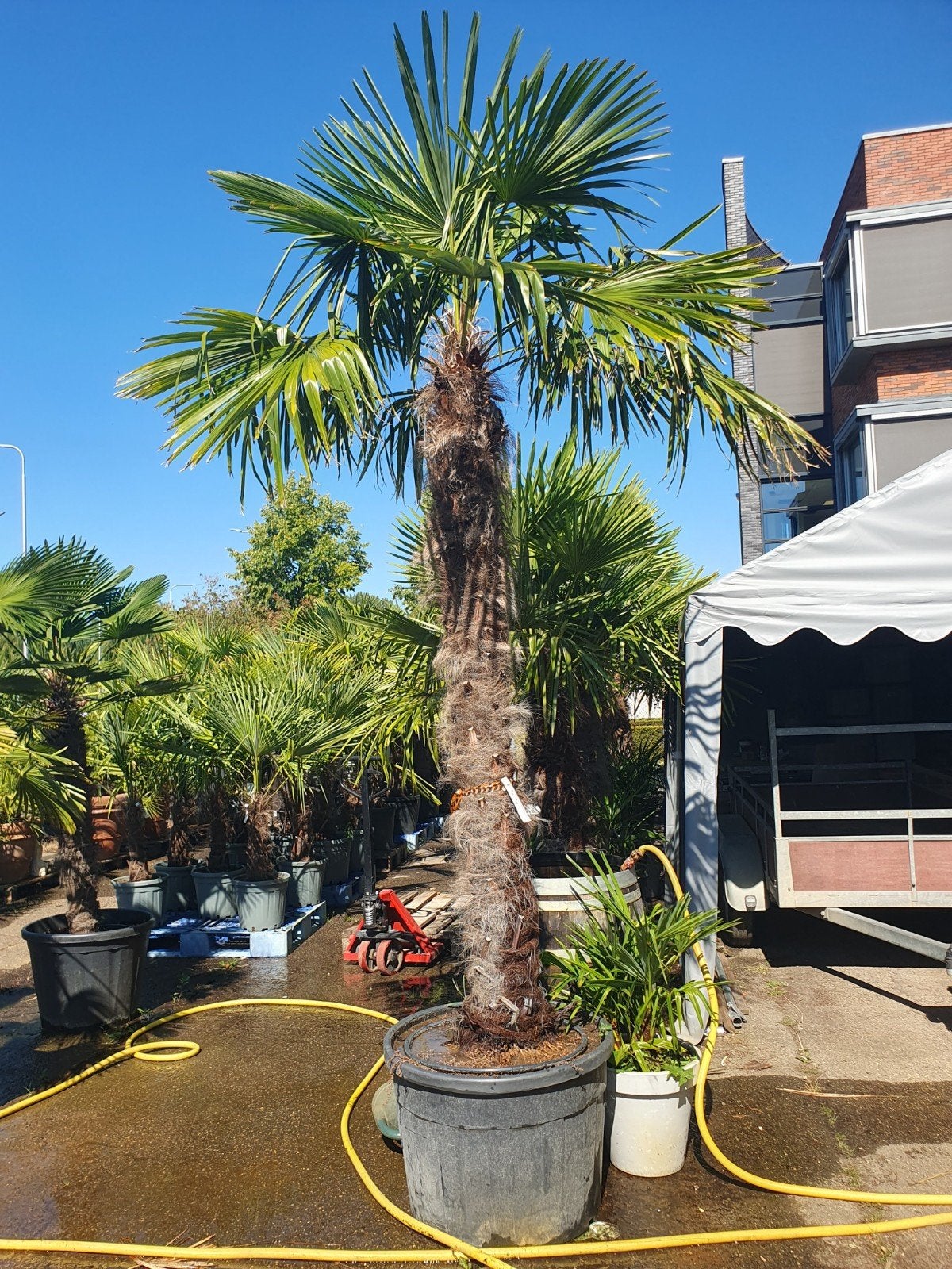 Palmbomen, 250 tot 400 cm, Zomer, Palmboom, Ophalen