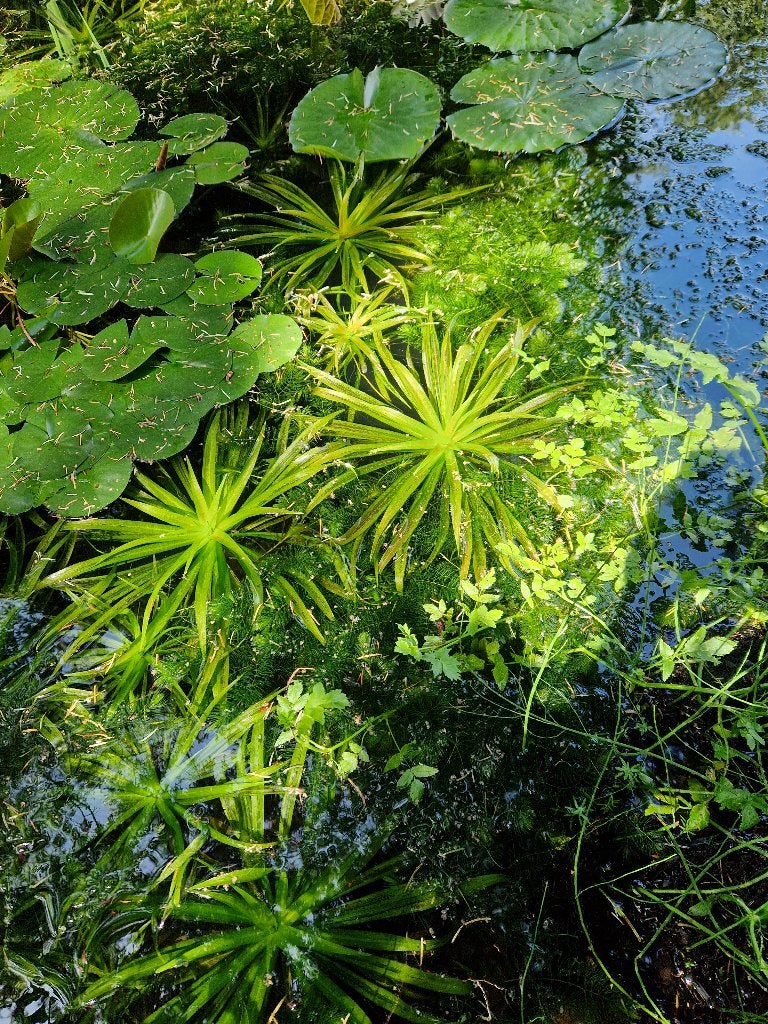 vijverplanten, Tuin en Terras, Vijvers, Ophalen, Zo goed als nieuw