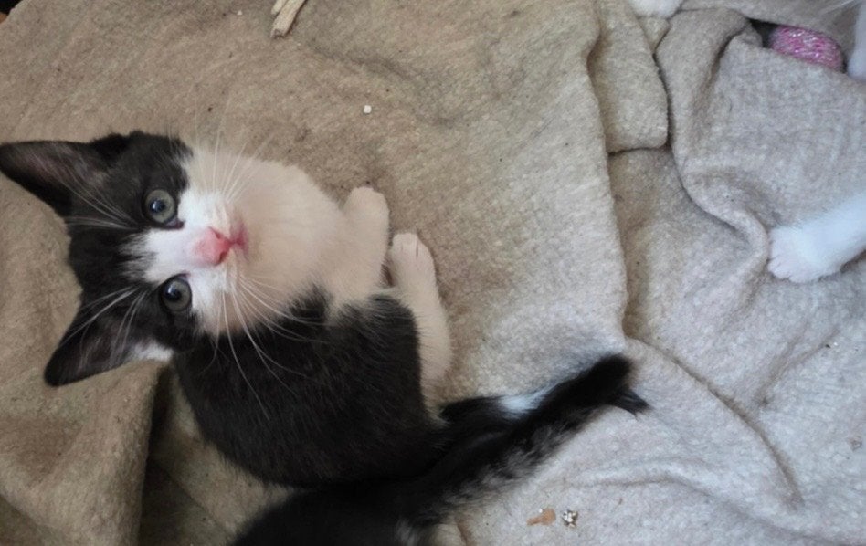 Kittens, Dieren en Toebehoren, Poes