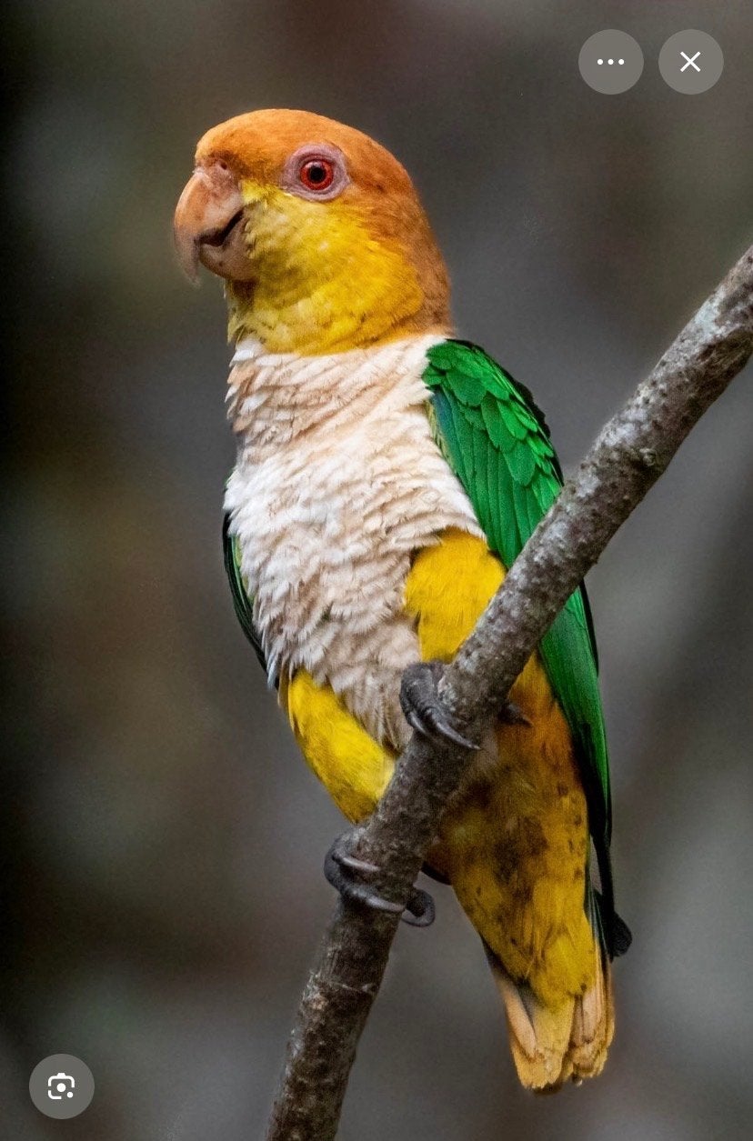 Gezocht caique!!!, Mannelijk, Papegaai