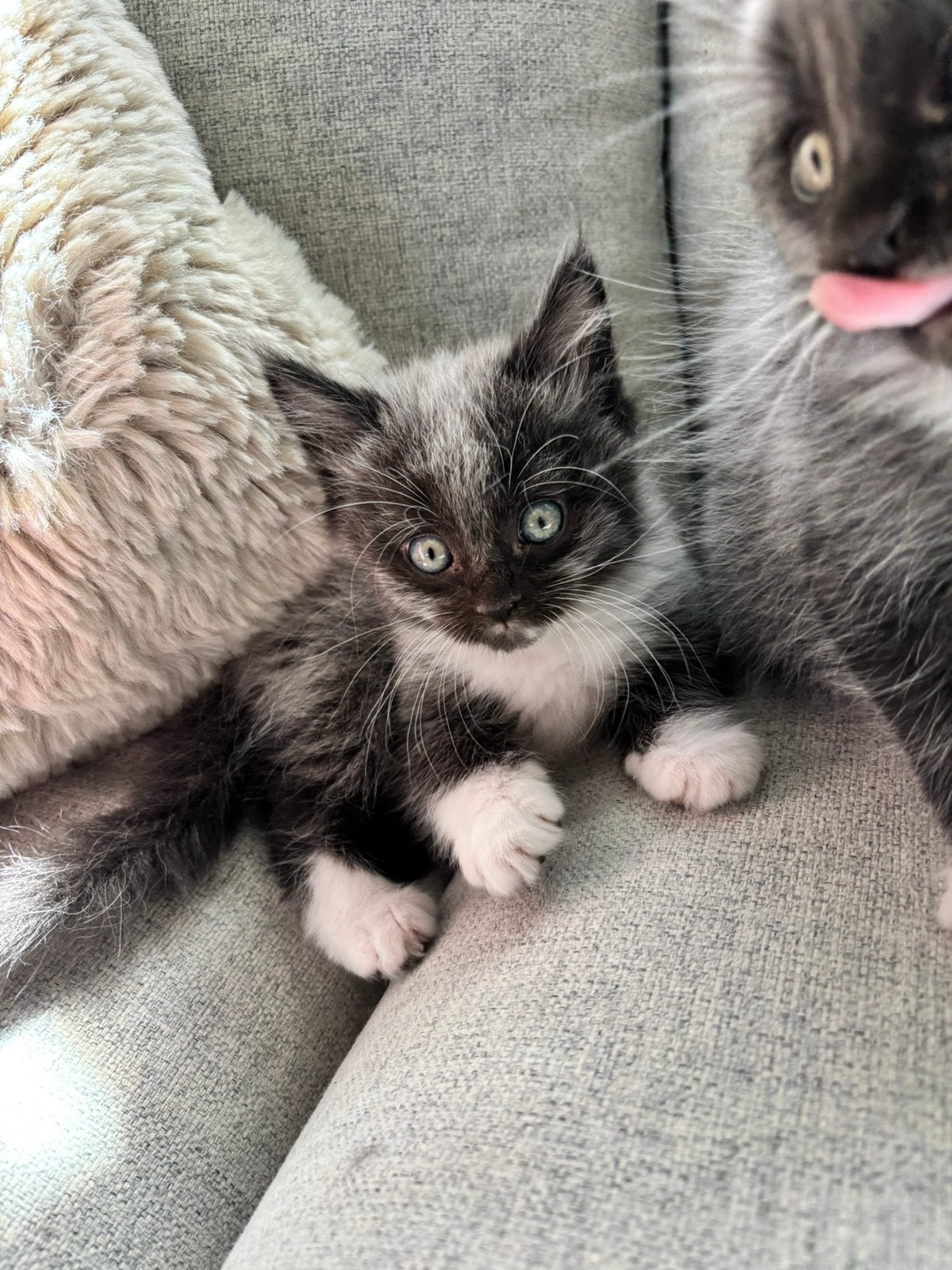 Nog 2 Maine Coon kittens Papa XXL, Dieren en Toebehoren, Katten en Kittens | Raskatten | Korthaar, Meerdere dieren, Ingeënt